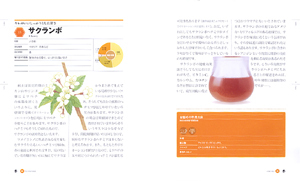 Honey Bible サクランボ
